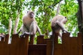 two monkeys on wooden wall