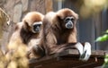 Two monkeys in the zoo Royalty Free Stock Photo