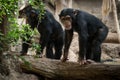 Two monkeys in zoo - two chimpanse monkeys outdoor Royalty Free Stock Photo