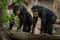 Two monkeys in zoo - two chimpanse monkeys outdoor Royalty Free Stock Photo