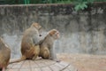 Two monkeys in a zoo Royalty Free Stock Photo