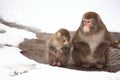 Two monkeys in zoo in winter Royalty Free Stock Photo