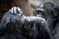 two monkies grooming each other