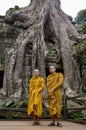 Two - 2 - monks post in front of famous tree at Angkor Wat Buddhist temple in Siem Reap Cambodia Royalty Free Stock Photo