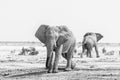 Two monochrome African elephants, blue wildebeest and springbok