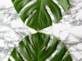 Two monstera leaves on the marble