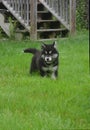 Two Month Old Alusky Puppy Playing in a Yard