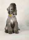 Two month old Bedlington Terrier puppy on a light grey background