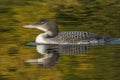 A two-month old Common Loon chick and its reflection in late sum