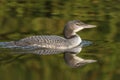 A two-month old Common Loon chick and its reflection in late sum