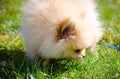 Pomeranian puppy sniffing grass