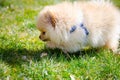 Pomeranian puppy sniffing grass