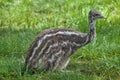 Two-month-old emu (Dromaius novaehollandiae).