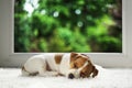 Two month old Jack Russell Terrier puppy sleeping on cozy white carpet Royalty Free Stock Photo