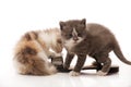 Two litle kittens Royalty Free Stock Photo