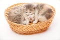 Two litle kittens in the wicker Royalty Free Stock Photo