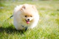 Running Pomeranian puppy with tongue out Royalty Free Stock Photo