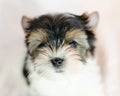 Two month old puppy Biewer-Yorkshire Terrier Royalty Free Stock Photo