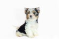 Two month old puppy Biewer-Yorkshire Terrier Royalty Free Stock Photo