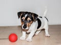 Two-month-old puppy Jack Russell on white background. Royalty Free Stock Photo