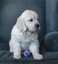 Two months golden retriever puppy sitting cute portrait, with a color toy in a blue background