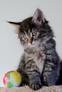 Two months old norwegian forest cat kitten and ball Royalty Free Stock Photo