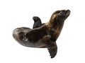 Two months old Pup and its mother South American sea lion, Otaria byronia, isolated on white