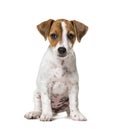 Two months old puppy Jack Russell terrier dog sitting against wh Royalty Free Stock Photo