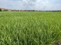 Two months old rice plants in Thailand Royalty Free Stock Photo