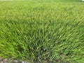 Two months old rice plants in Thailand Royalty Free Stock Photo