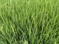 Two months old rice plants in Thailand Royalty Free Stock Photo