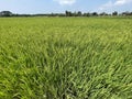Two months old rice plants in Thailand Royalty Free Stock Photo
