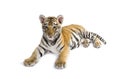 Two months old tiger cub lying against white background Royalty Free Stock Photo