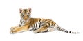 Two months old tiger cub lying against white background Royalty Free Stock Photo