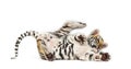 Two months old tiger cub lying against white background Royalty Free Stock Photo