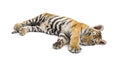 Two months old tiger cub lying against white background Royalty Free Stock Photo