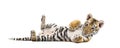 Two months old tiger cub lying against white background Royalty Free Stock Photo