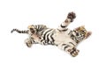 Two months old tiger cub lying against white background Royalty Free Stock Photo