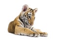 Two months old tiger cub lying against white background Royalty Free Stock Photo