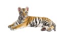 Two months old tiger cub lying against white background Royalty Free Stock Photo