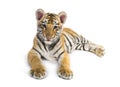 Two months old tiger cub lying against white background Royalty Free Stock Photo