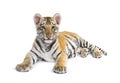 Two months old tiger cub lying against white background Royalty Free Stock Photo