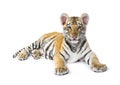 Two months old tiger cub lying against white background Royalty Free Stock Photo