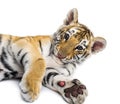Two Months Old Tiger Cub Lying Against White Background