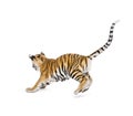 Two months old tiger cub pouncing against white background Royalty Free Stock Photo