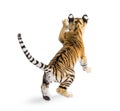 Two months old tiger cub pouncing against white background Royalty Free Stock Photo