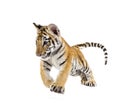 Two months old tiger cub pouncing against white background