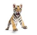 Two months old tiger cub pouncing isolated on white Royalty Free Stock Photo