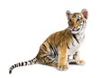 Two months old tiger cub sitting against white background Royalty Free Stock Photo