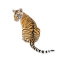 Two months old tiger cub sitting against white background Royalty Free Stock Photo